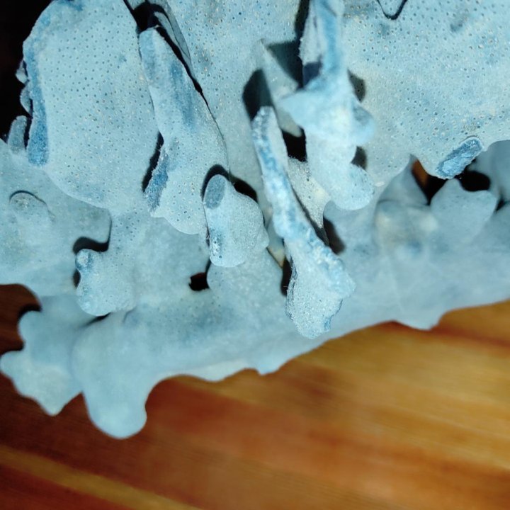 Коралл голубой