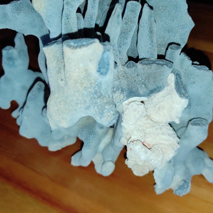 Коралл голубой