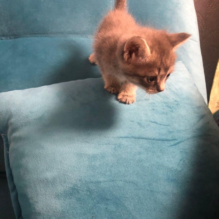 Котята