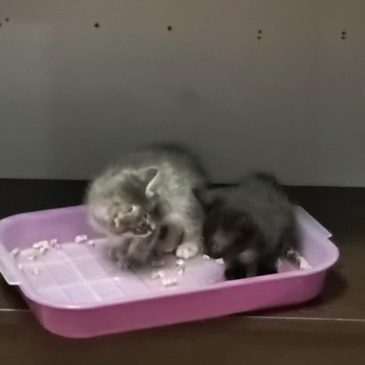 Котята
