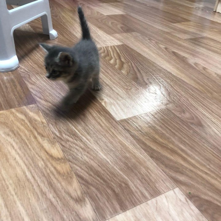 Котята