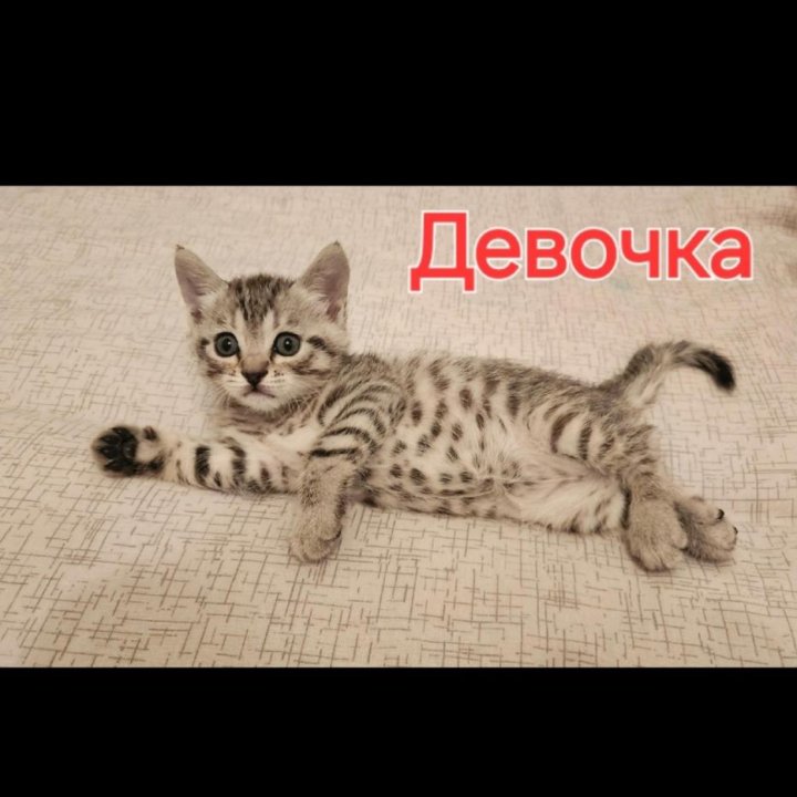 Котята