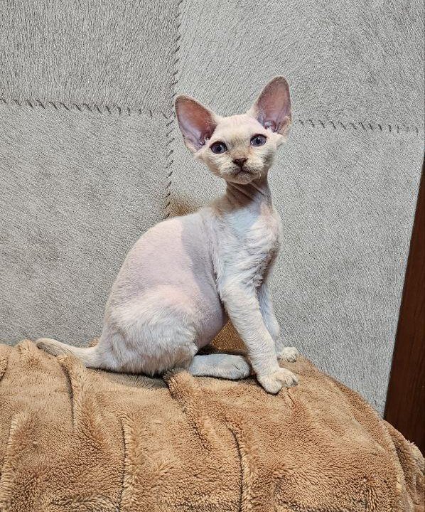 Кошечка девон- рекс