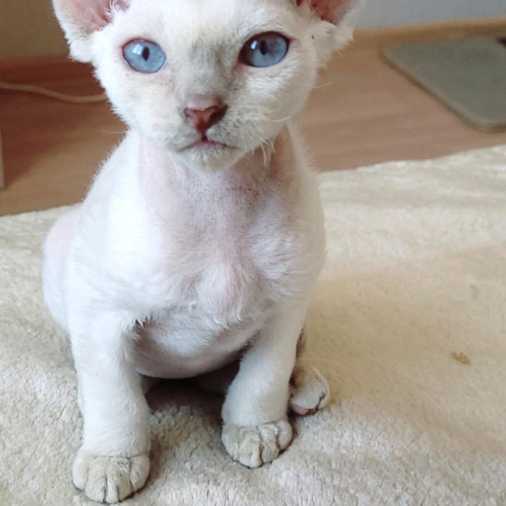Кошечка девон- рекс