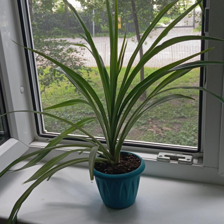 Хлорофитум