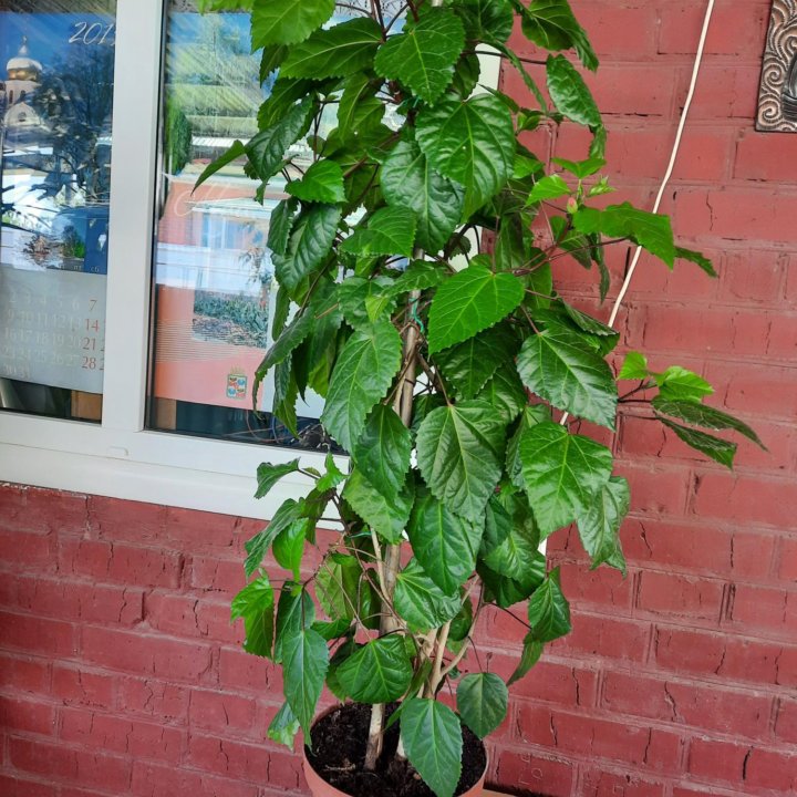 Роза гибискус