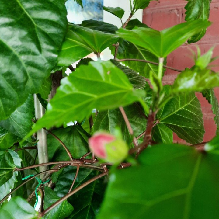 Роза гибискус