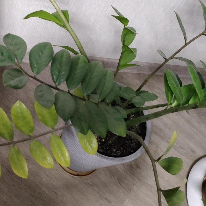 Замиокулькас