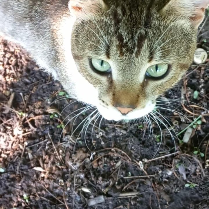 Это ваш кот ?