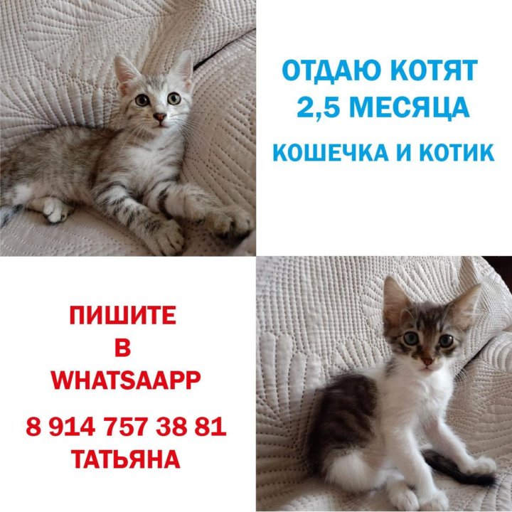 Котята