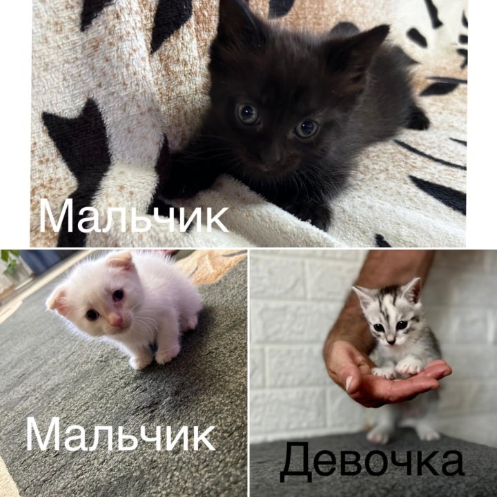 Котята