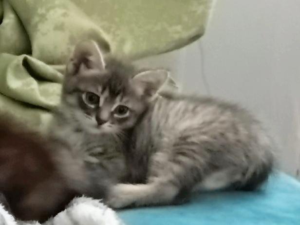 Котята
