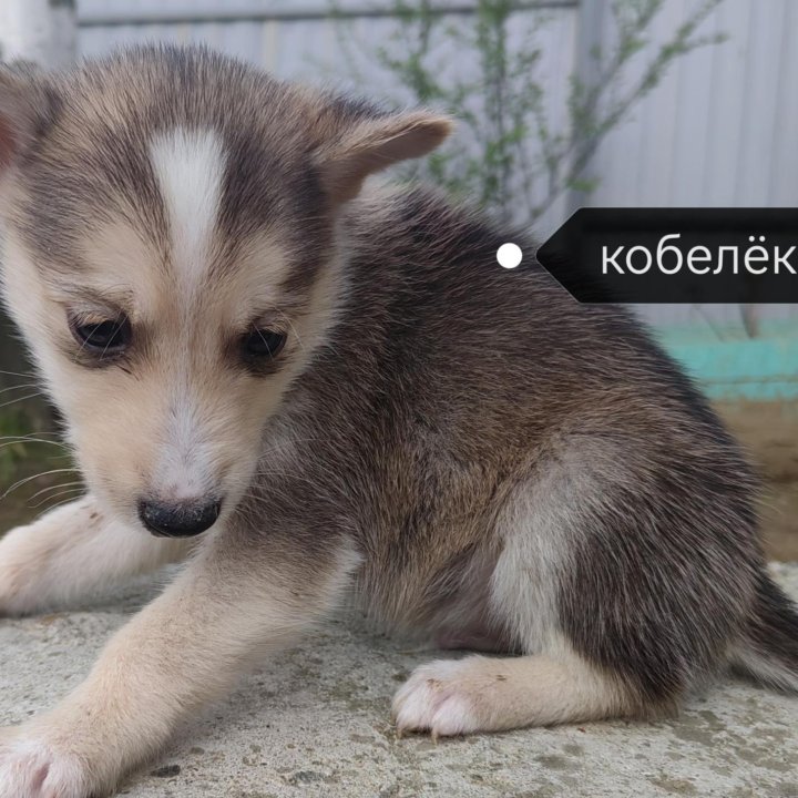 Дарю Метис аляскинского маламута