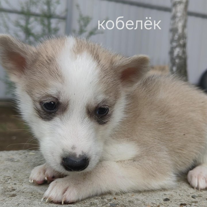 Дарю Метис аляскинского маламута