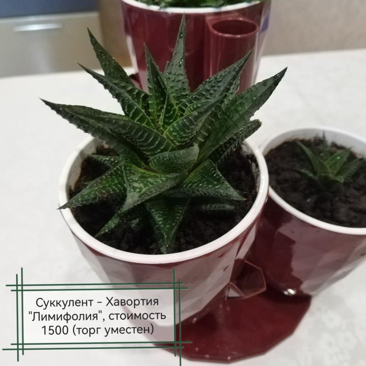 Суккуленты