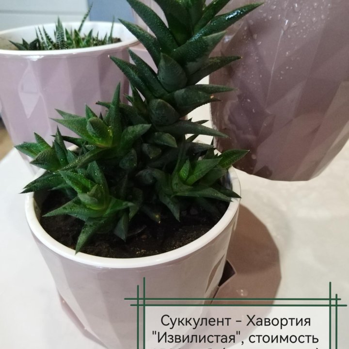 Суккуленты