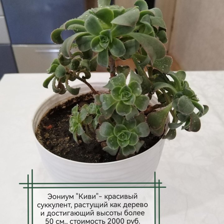 Суккуленты