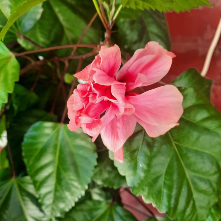 Роза гибискус