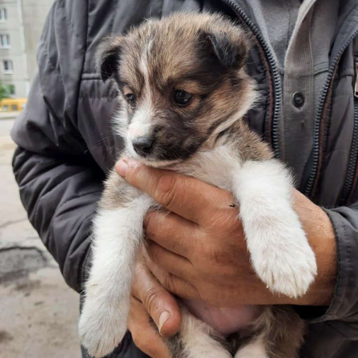 Cильва - милaя щенок-девoчка в дар!