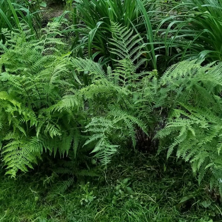 Папоротник