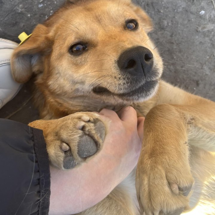 Чудесная девчонка в добрые руки