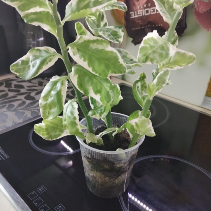 Педилантус