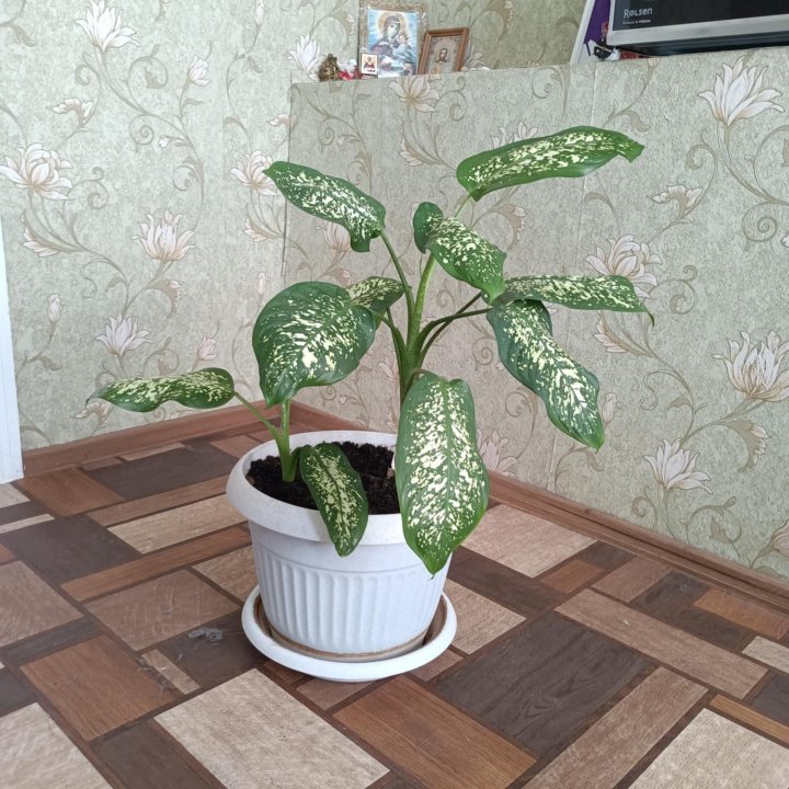 Диффенбахия
