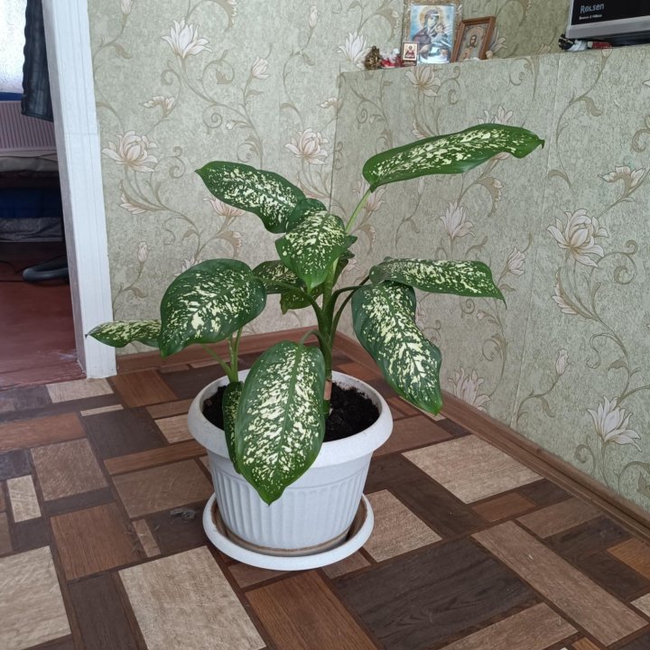 Диффенбахия