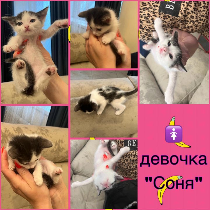 Котята бесплатно в добрые руки