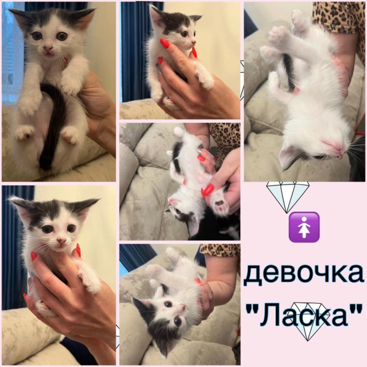 Котята бесплатно в добрые руки