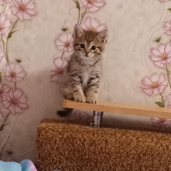 Котёнок котик