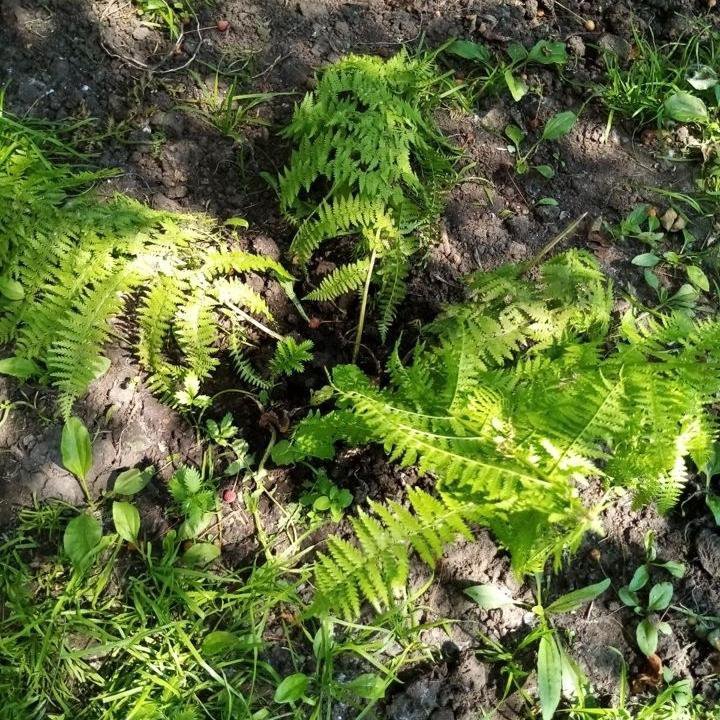 Папоротник