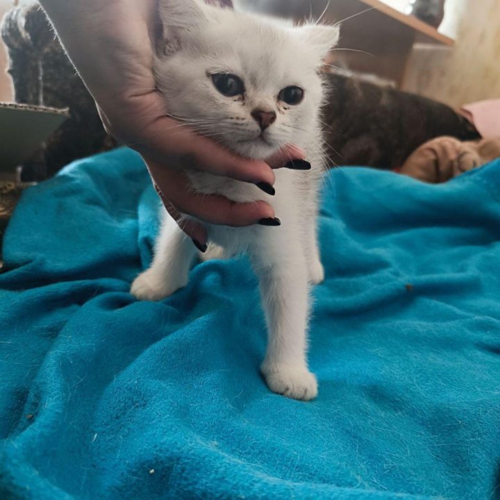 Котенок шотландский