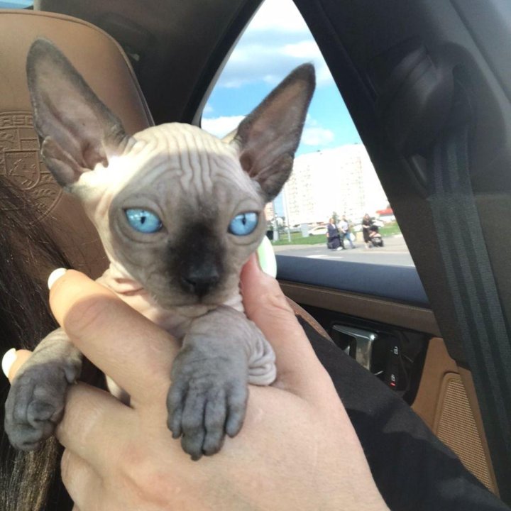 Канадский сфинкс