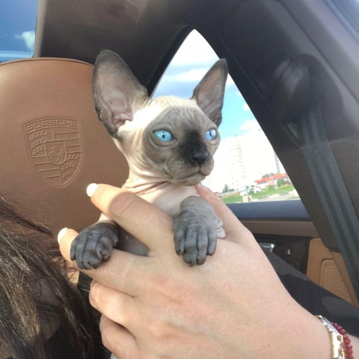 Канадский сфинкс