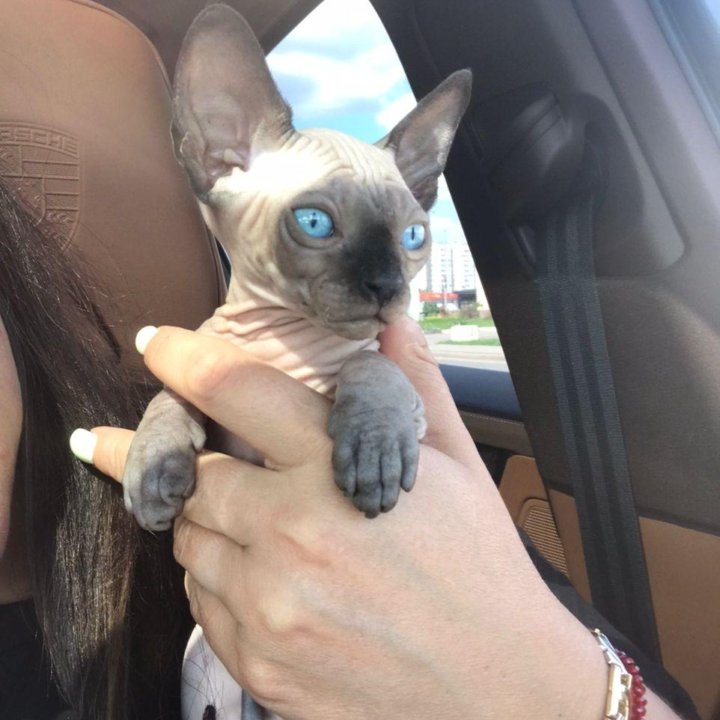 Канадский сфинкс