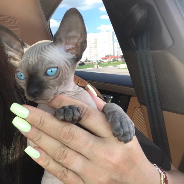 Канадский сфинкс