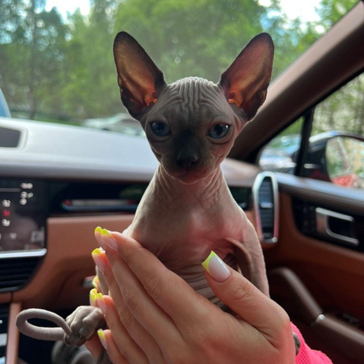 Канадский сфинкс