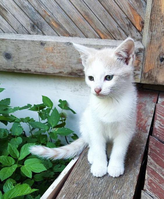 Котята в добрые руки бесплатно