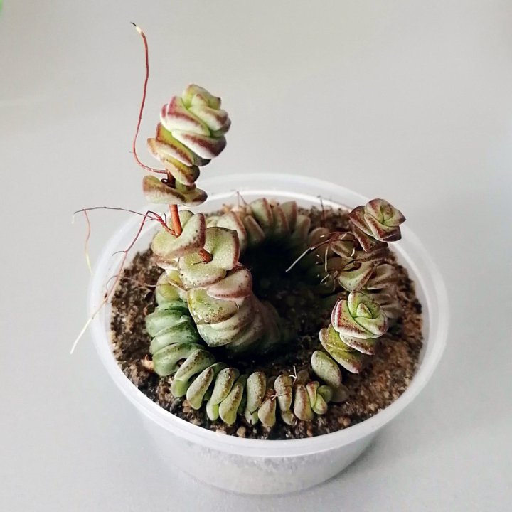 Крассула Неалеана. Crassula nealeana. Суккулент