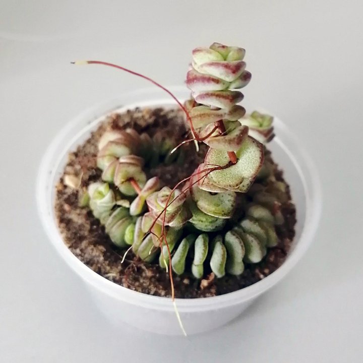 Крассула Неалеана. Crassula nealeana. Суккулент