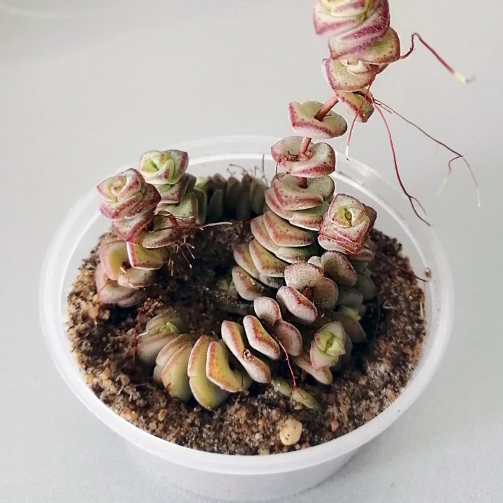 Крассула Неалеана. Crassula nealeana. Суккулент