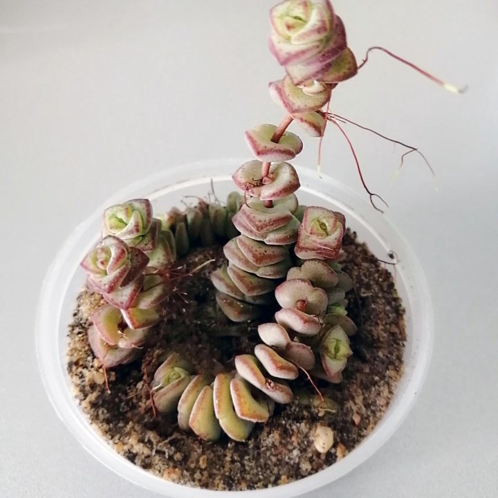 Крассула Неалеана. Crassula nealeana. Суккулент