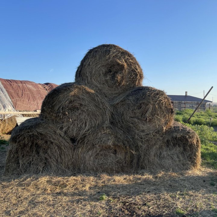 Сено в рулонах