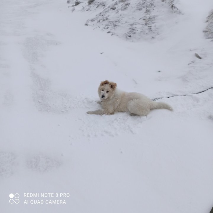 Самоед вязка