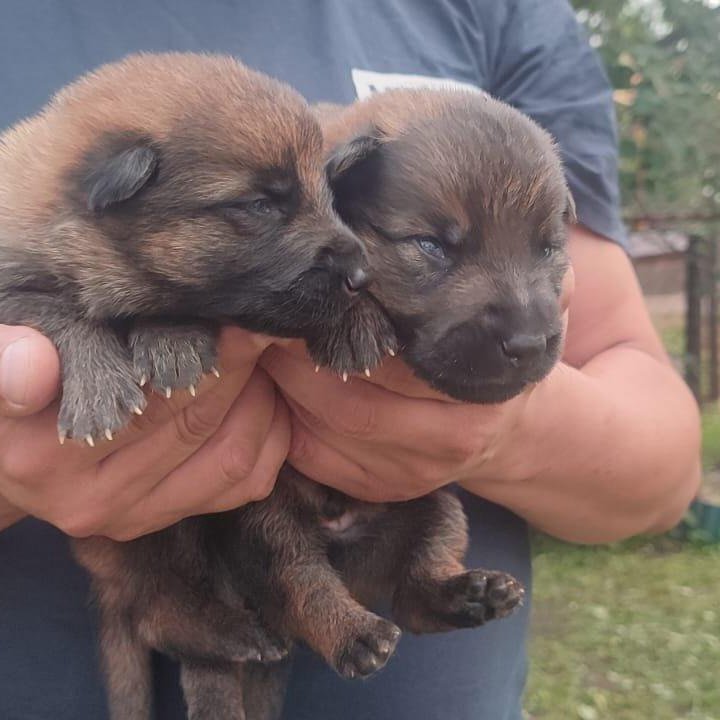 Немцы зонарный и чепрачный окрас