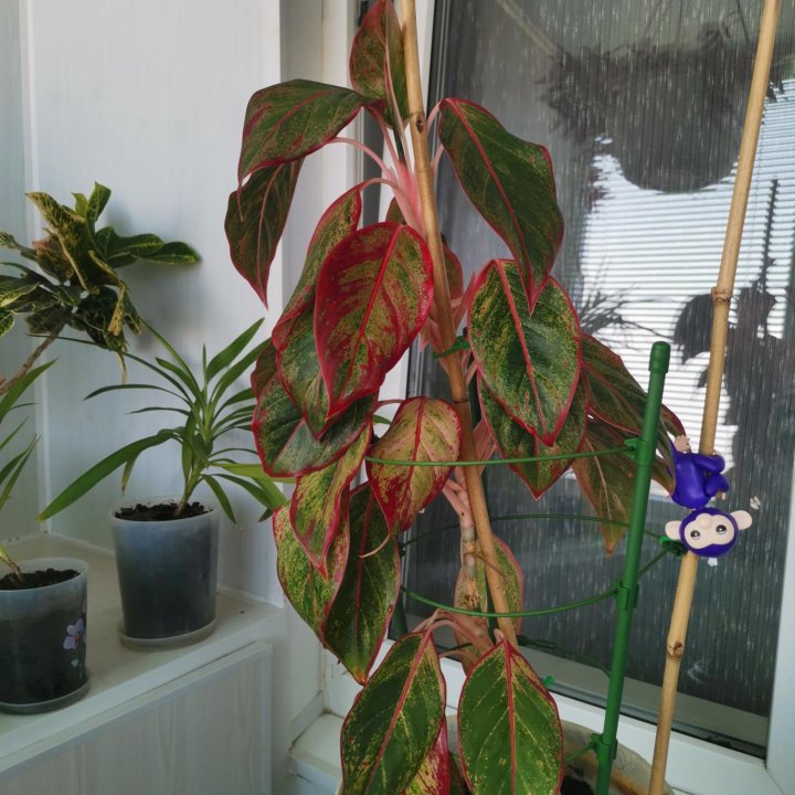 Аглаонема Крит