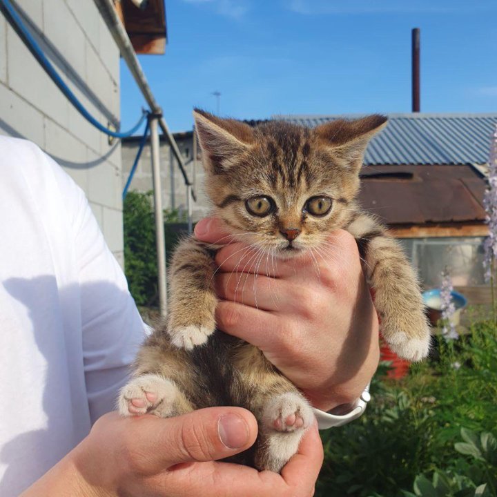 Котята в добрые руки бесплатно