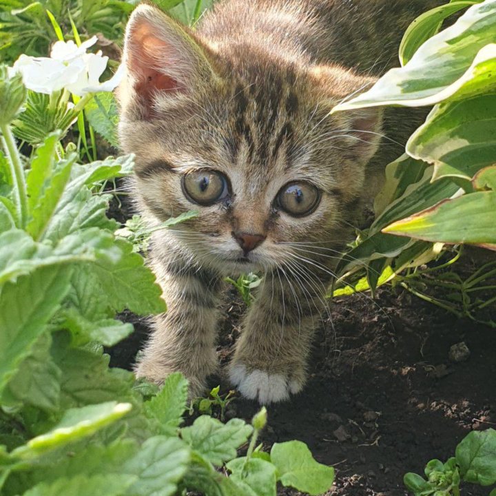 Котята в добрые руки бесплатно