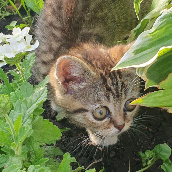 Котята в добрые руки бесплатно